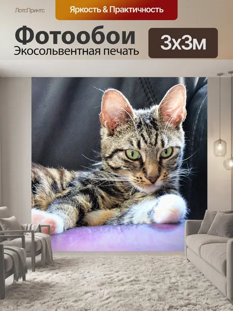Фотообои Кошка
