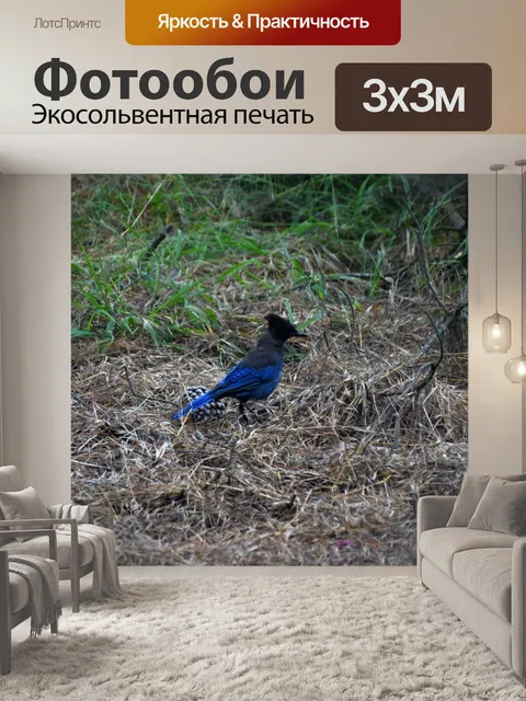 Фотообои голубая сойка