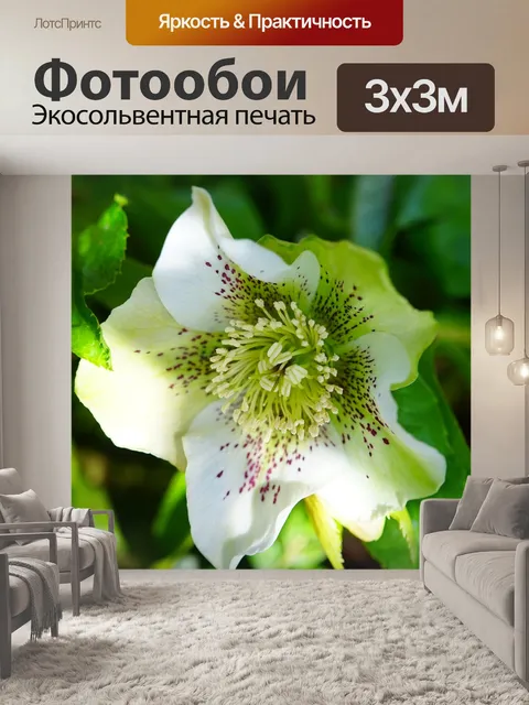 Фотообои Рождественская роза