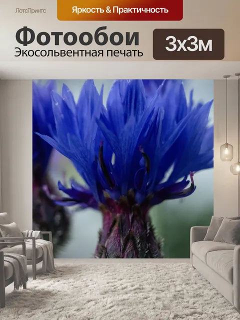 Фотообои Васильки