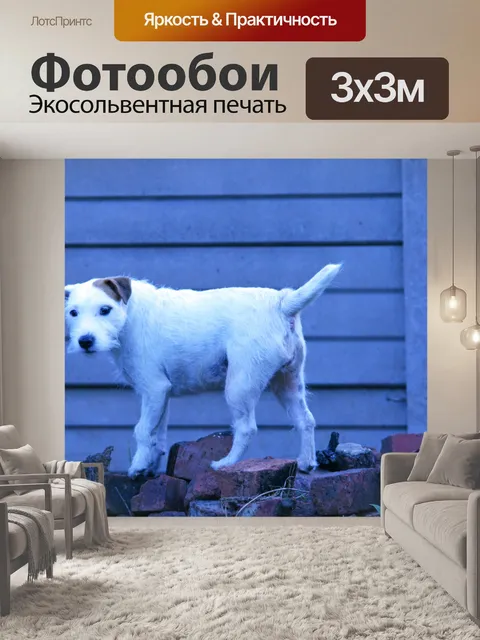 Фотообои активный белый пастор джек рассел