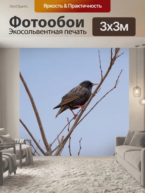 Фотообои Птица