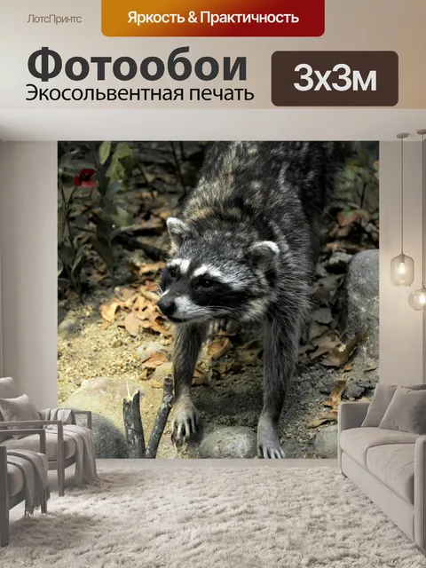 Фотообои Енот