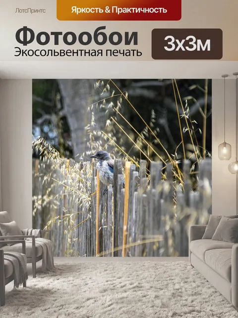Фотообои голубая сойка