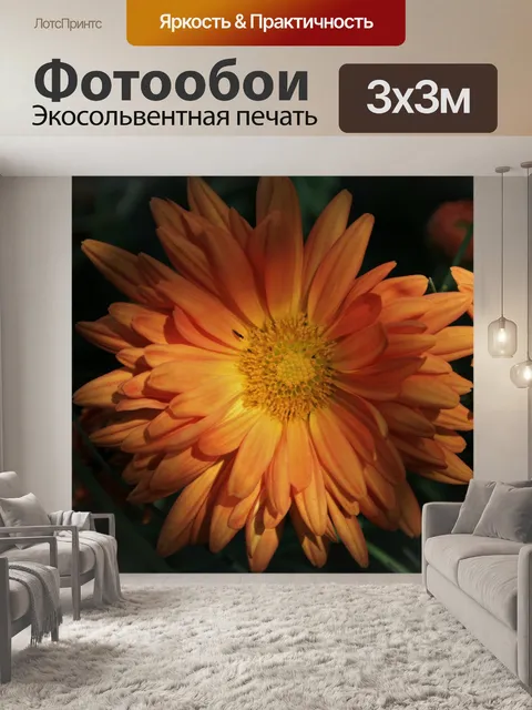 Фотообои Хризантема