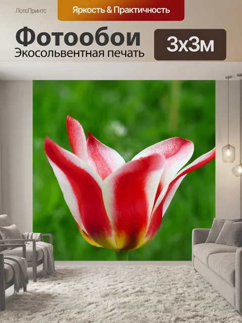 Фотообои Тюльпан