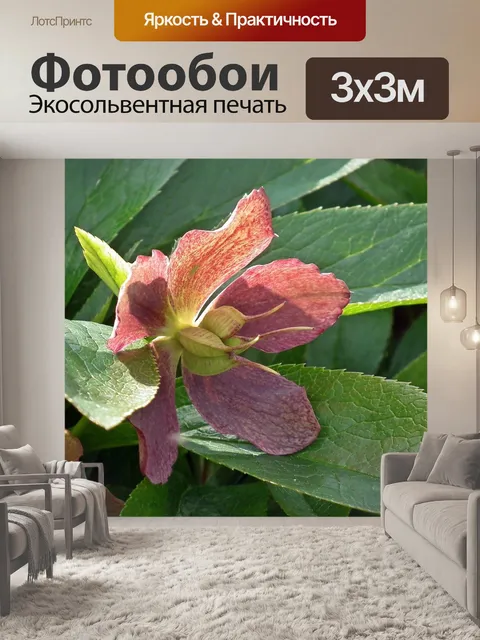Фотообои Морозник