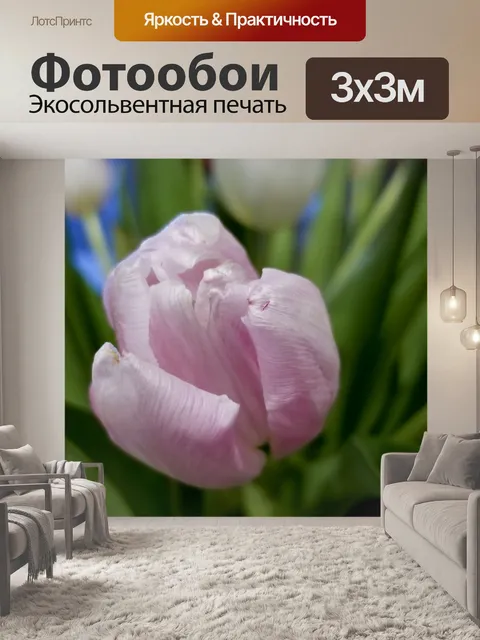 Фотообои Розовый тюльпан крупным планом