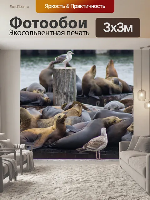 Фотообои Тюлень