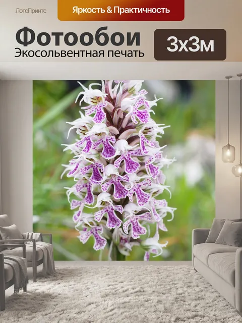 Фотообои Молочно-белая орхидея