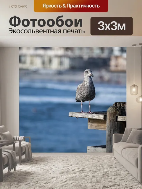 Фотообои молодая чайка