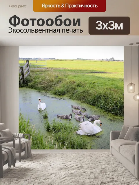 Фотообои Семейные лебеди