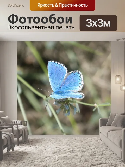Фотообои Псевдофилоты паноптес