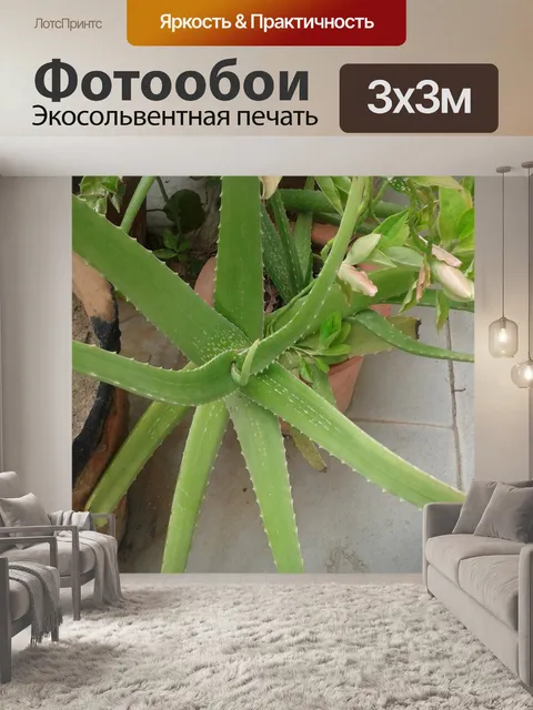 Фотообои Алоэ Вера