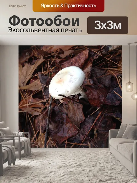 Фотообои Гриб