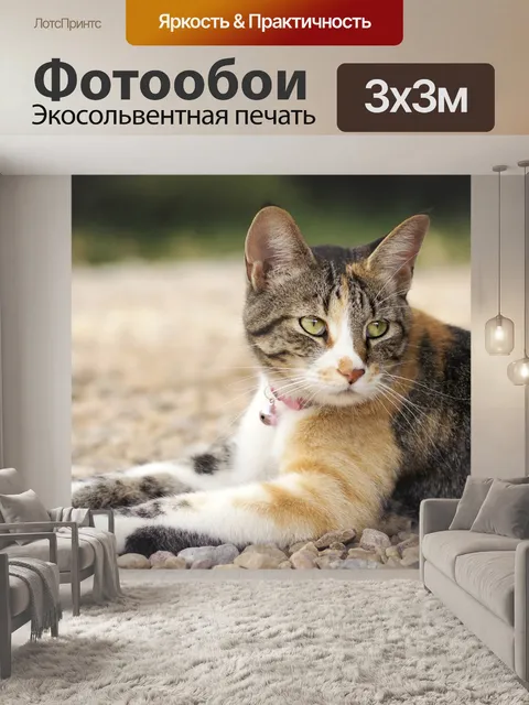 Фотообои Кошка