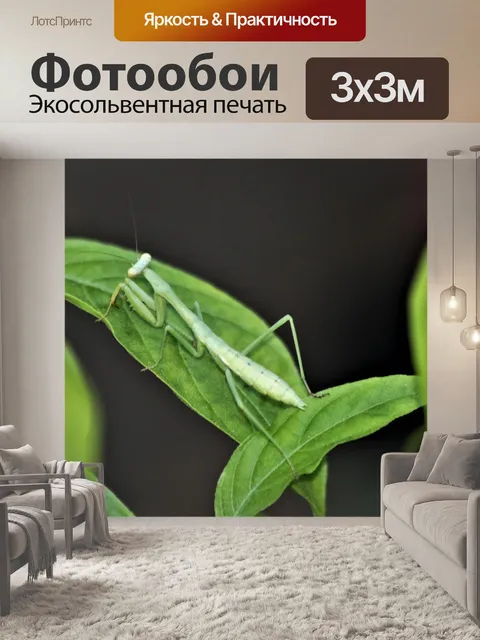 Фотообои Богомол на листе крупным планом