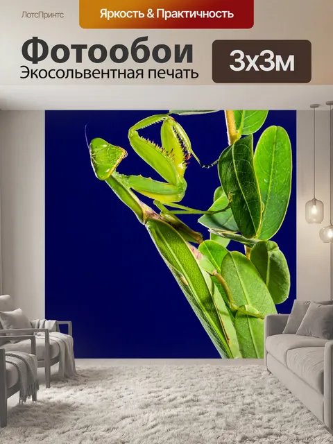 Фотообои Богомол