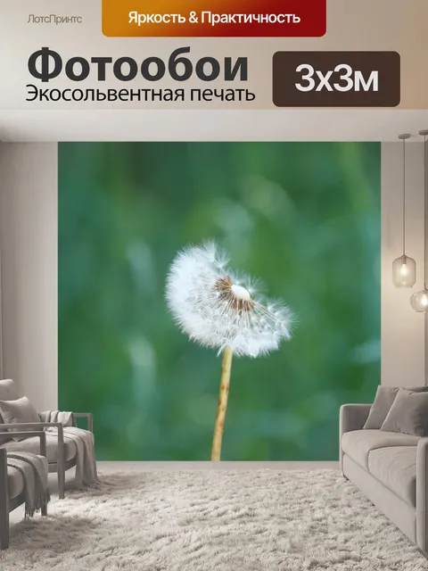 Фотообои Соцветия одуванчика