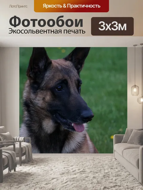 Фотообои Бельгийский малинуа