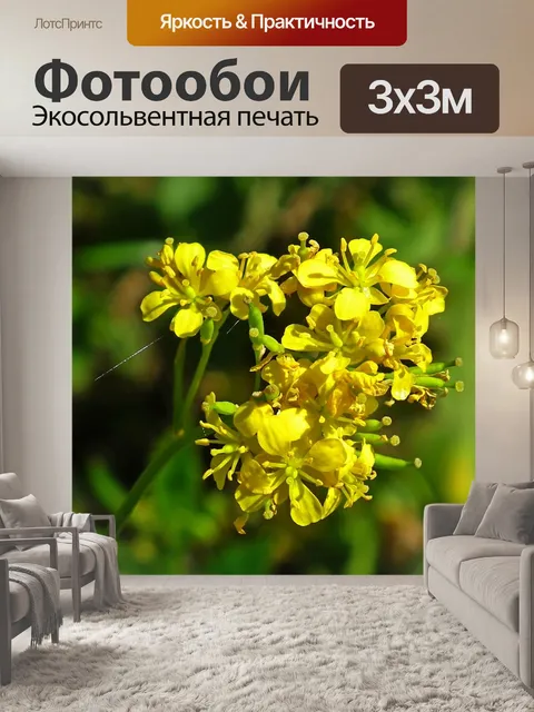 Фотообои Цветы