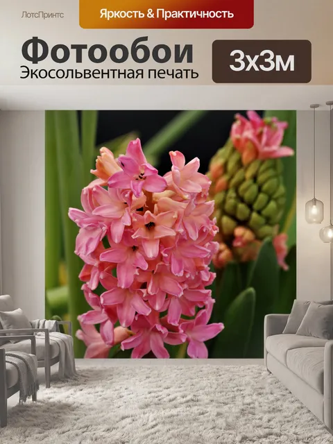 Фотообои Розовый цветок гиацинта крупным планом