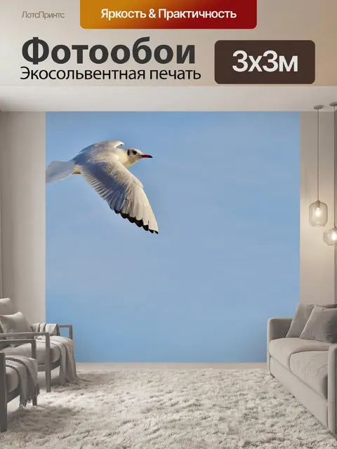Фотообои Чайка
