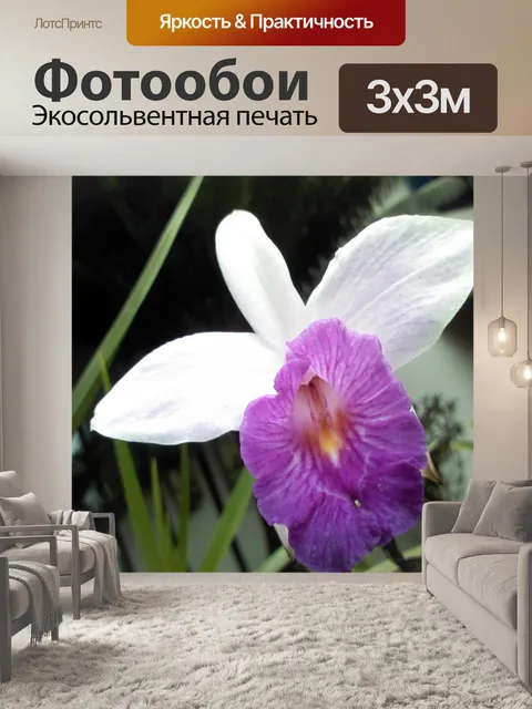 Фотообои Орхидея