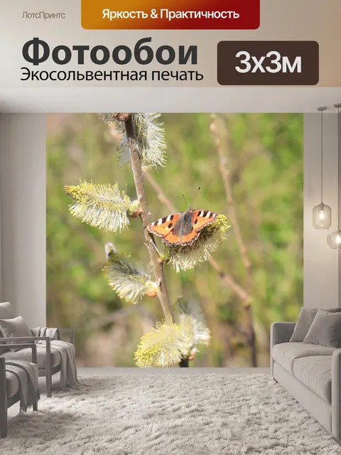 Фотообои Черепаха бабочка