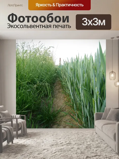 Фотообои Трава и зерна