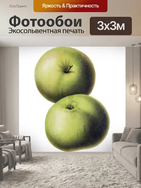 Фотообои Яблоки фрукты старинные иллюстрации