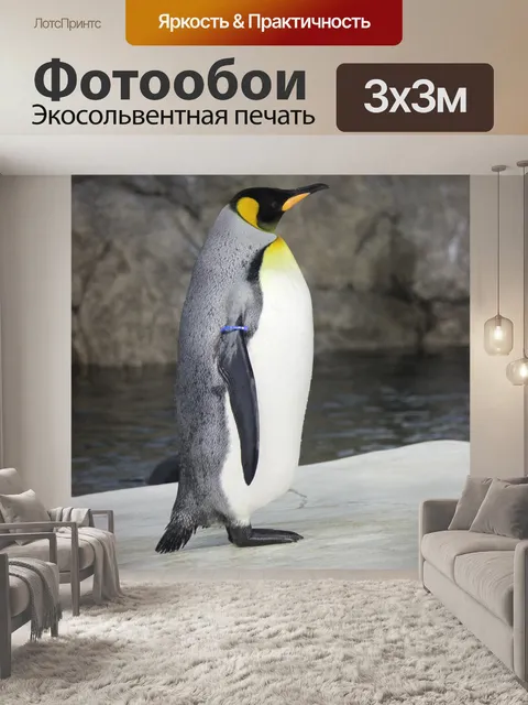 Фотообои Королевский Пингвин