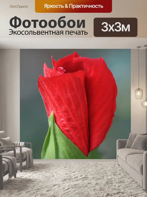 Фотообои Красный цветок гибискуса крупным планом