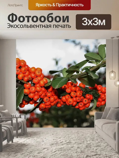 Фотообои Пираканта кустарников и оранжевые ягоды