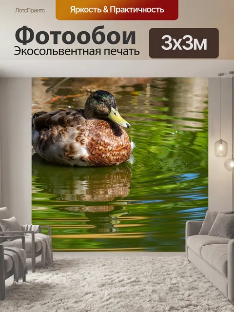 Фотообои Утка плавание