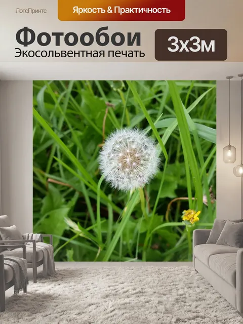 Фотообои одуванчика цветок на траве