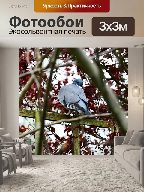 Фотообои Голубь
