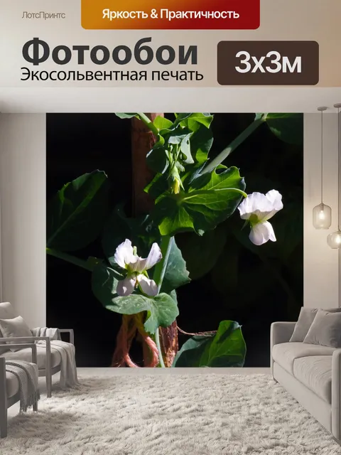 Фотообои нежные цветы белого зеленого горошка