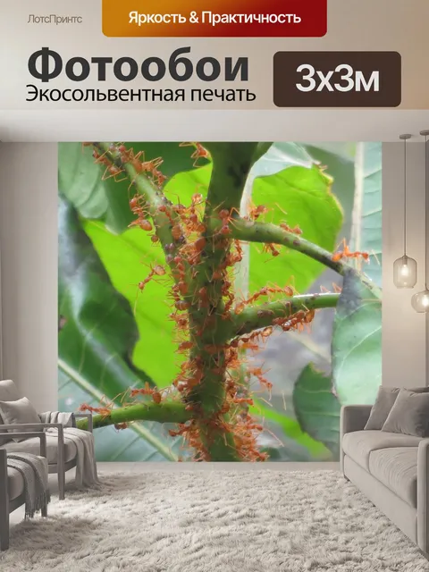 Фотообои Манго