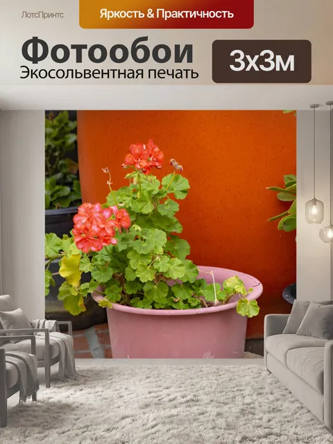 Фотообои Цветочный горшок с геранью