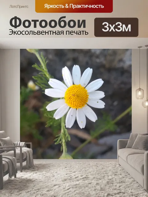 Фотообои Ромашка