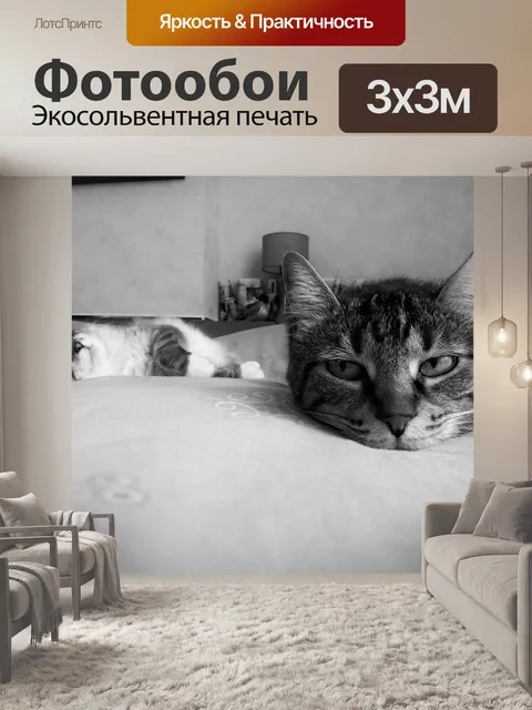 Фотообои Взгляд кошки