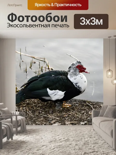 Фотообои Мускусная утка