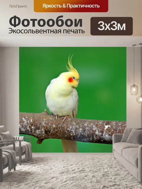 Фотообои Cockatiel