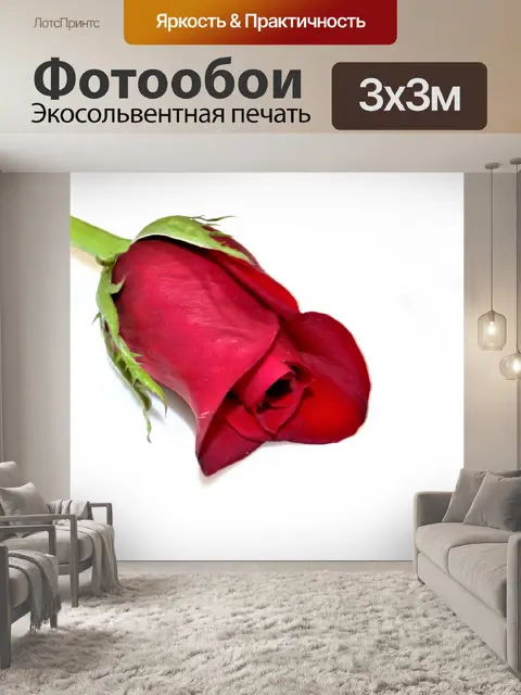 Фотообои Бутон красной розы на белом