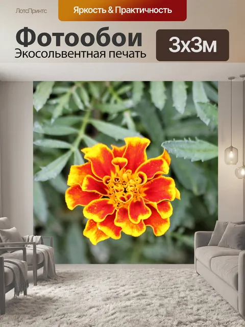 Фотообои Оранжевые и красные бархатцы Крупный пла