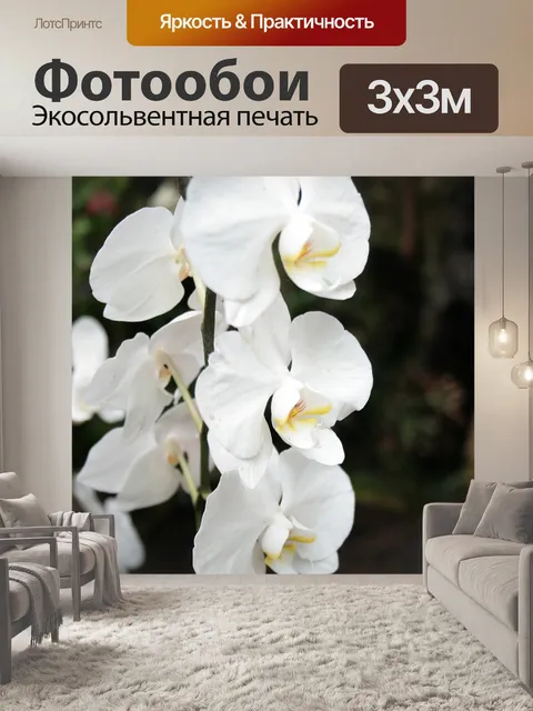 Фотообои Орхидея