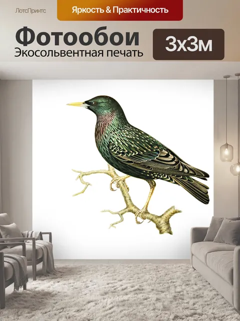 Фотообои Стикеры Звездные Птицы