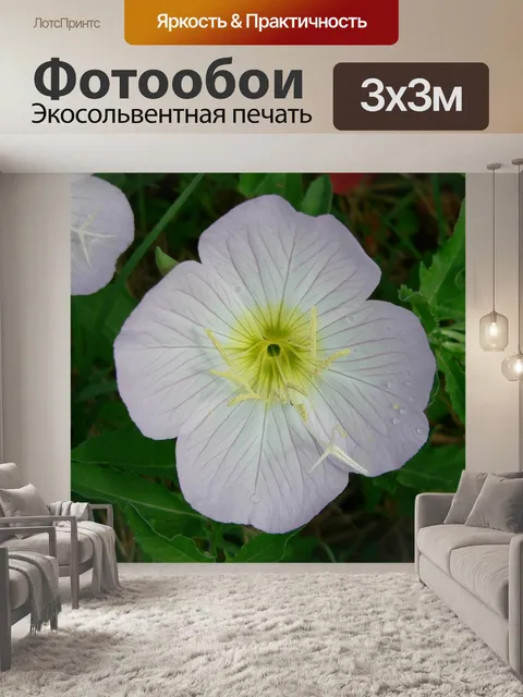 Фотообои Примула вечерняя