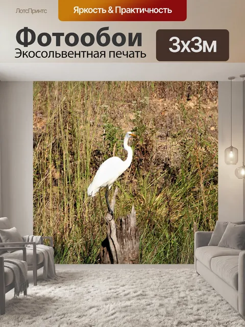 Фотообои Великая белая цапля, опирающаяся на пень
